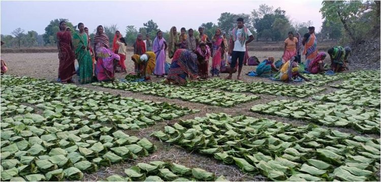 तेन्दूपत्ता संग्राहकों की हुई बल्ले-बल्ले, करोड़ों की राशि सीधे खातों मे ,, तेन्दूपत्ता संग्राहकों के खातों में पहुंचे 16.37 करोड़ रुपये